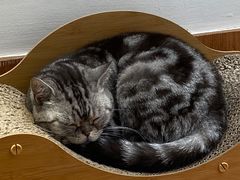 -有猫主题·治愈系猫咖(曾厝垵店)