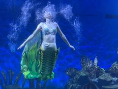 -海合安武汉极地海洋公园