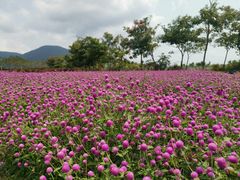 -亚龙湾国际玫瑰谷