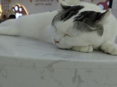 -喵园·猫主题咖啡厅·撸猫·猫咖(国贸店)