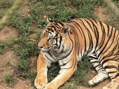 -西霞口神雕山野生动物世界