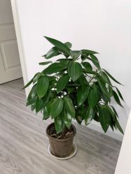 -凡碧诗毛孔收细