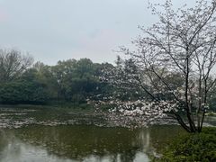 -杭州植物园