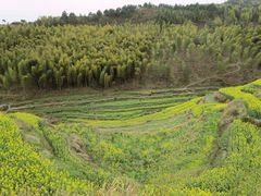 -灵山景区梯田
