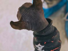 -藏猫猫咖啡主题馆(中央大道店)