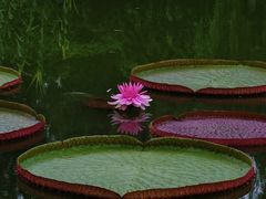 -国家植物园南园