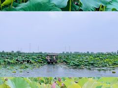 -池杉湖湿地公园