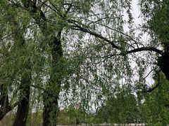 -翠湖公园
