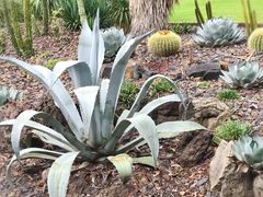 -墨尔本皇家植物园