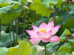 -泰州凤城河风景区-泰山公园