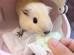 -楼上猫咖(罗湖店)