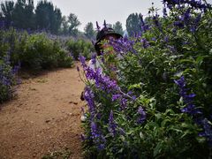 -紫海香堤香草艺术庄园