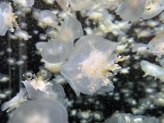 -太平洋海底世界