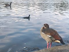 -海德公园