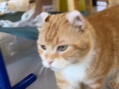 -平行世界·猫咖(首经贸店)
