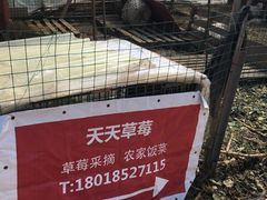 -青浦采草莓天天草莓园