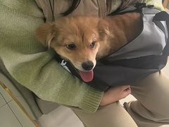 -天宠宠物医院24小时·急重症诊疗中心·全科·腔镜特色(和平分院)