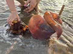 -奉贤海滩