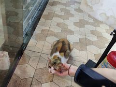 -猫咪博物馆(顶澳仔猫街店)