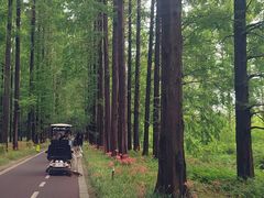 -黄海国家森林公园