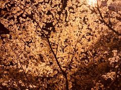 -武汉大学-樱园