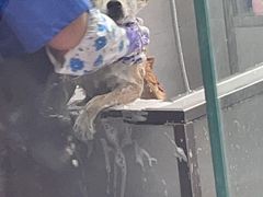 -宠福鑫康馨动物医院·骨科·眼科