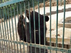 -栾川竹海野生动物园
