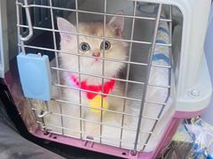 -欣宠猫屋·矮脚拿破仑·蓝金金渐层