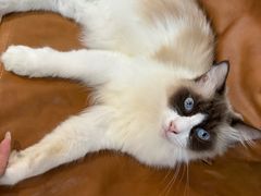 -李小姐の猫咖啡馆(五角场店)