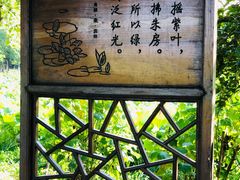 -荷塘月色湿地公园·向阳花洲