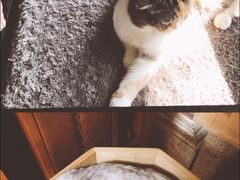 -more than meow吴止猫主题餐厅(承德 中船汇店)