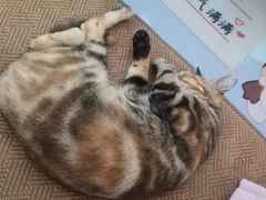 -艾贝尔宠物医院·24H转诊中心·肿瘤猫专科(江宁双龙店)