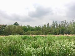 -白鹭湾湿地公园