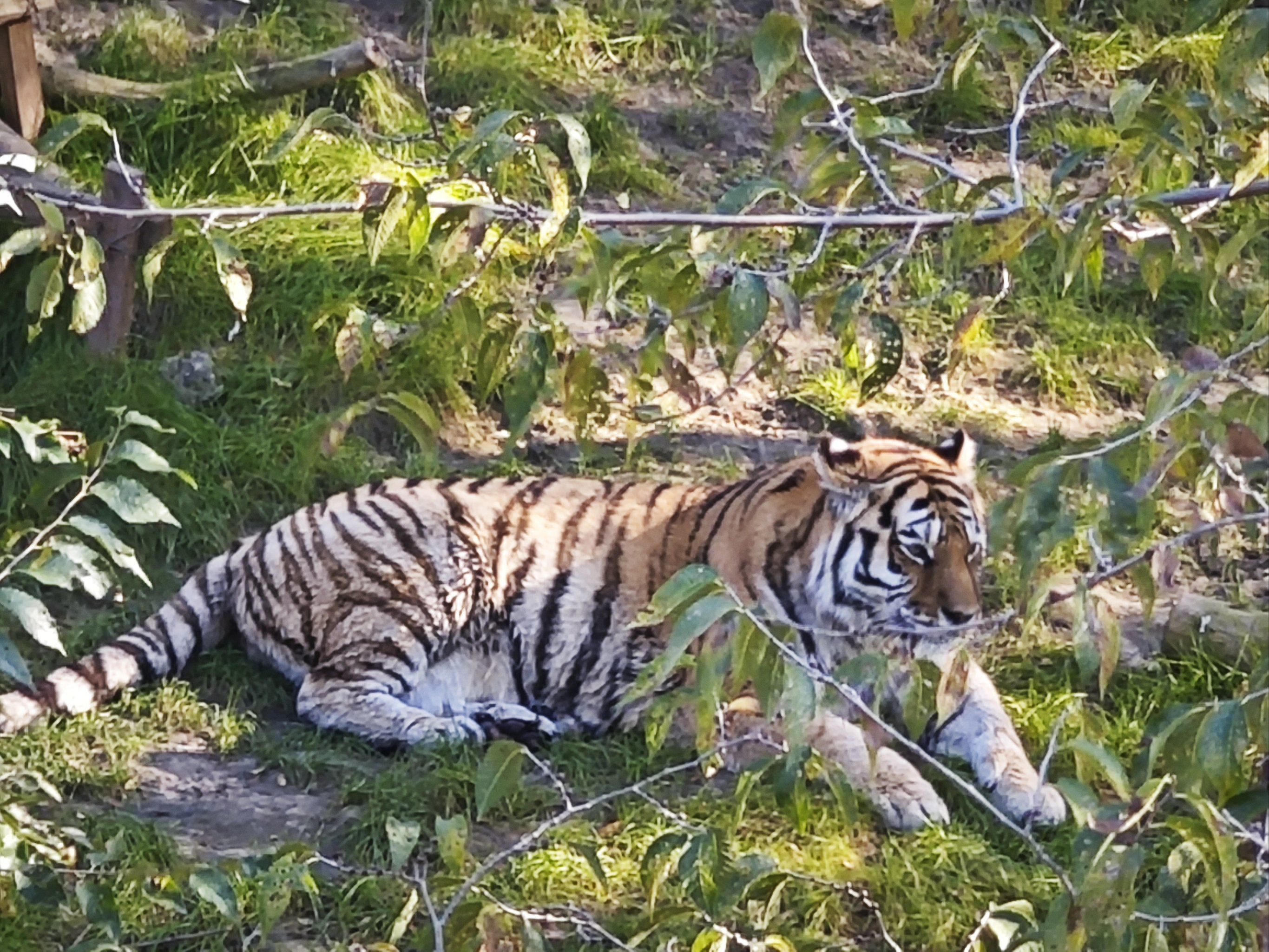 森林之王东北虎