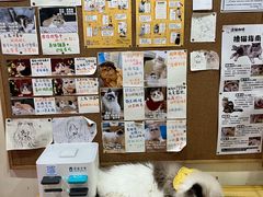-滚猫咖啡·猫咖·猫友好撸猫(未来城店)