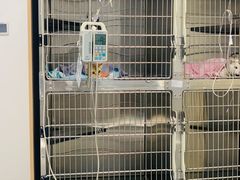 -艾贝尔宠物医院·24H转诊中心·肿瘤猫专科(江宁双龙店)