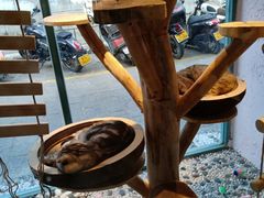 -喵屿·大理花园猫咖