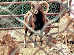 -青藏高原野生动物园