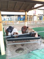 -萌宠亲子动物乐园(槐房万达店)