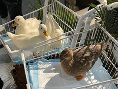 -共舞时光猫咖·狗咖(新街口店)