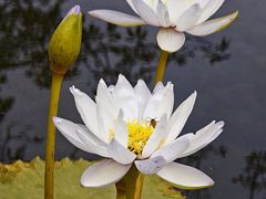 -云溪植物园