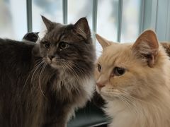 -安格丽娜·狗咖·猫咖羊驼咖(春熙路百盛商场店)