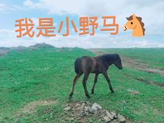 -草原天路(张北县)