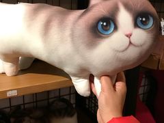 -猫咪博物馆(顶澳仔猫街店)