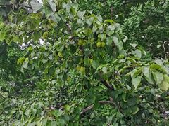 -丽泽山庄·生态怀柔菜·虹鳟鱼(红螺寺店)