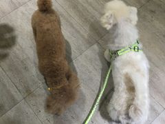 -暖阳宠物医院·犬猫康复中心·骨科
