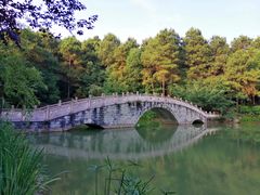 -铁山坪森林公园