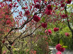 -南汇桃花村