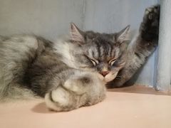 -猫儿山۰猫主题餐厅