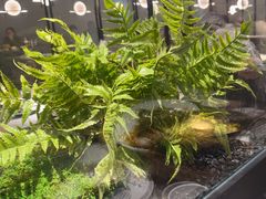 -绿茶餐厅(青岛城阳万象汇店)